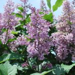 SYRINGA X MINUET Hybrid Lilac